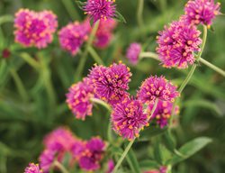 Truffula Pink Gomphrena, Gomphrena Pulchella, Globe Amaranth
Proven Winners
Sycamore, IL