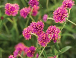 Truffula Pink Gomphrena, Gomphrena Pulchella
Proven Winners
Sycamore, IL
