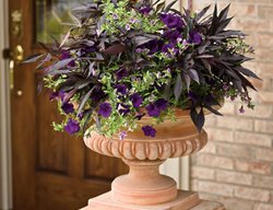 Truly Elegant Container, Illusion Midnight Lace Ipomoea, Supertunia Royal Velvet
Proven Winners
Sycamore, IL