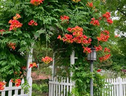 Trumpet Vine, Campsis Radicans
Shutterstock.com
New York, NY