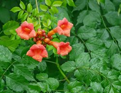 Trumpet Vine, Campsis Radicans, Vine With Orange Flowers
Shutterstock.com
New York, NY