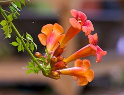 Trumpet Vine Flower, Flowering Vine, Campsis Radicans
Shutterstock.com
New York, NY