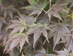 ‘tsukushigata’
Garden Design
Calimesa, CA