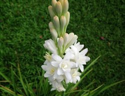 Tuberose Flower, Fragrant White Flower
Shutterstock.com
New York, NY