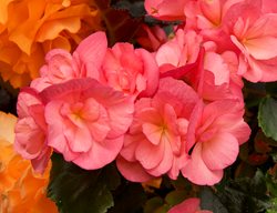 Tuberous Begonia, Pink And Orange Begonia Flowers
Garden Design
Calimesa, CA