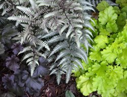 Tuextured Foliage In Garden
Garden Design
Calimesa, CA