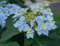Tuff Stuff Ah-Ha Hydrangea, Blue Hydrangea, Hydrangea Plant
Proven Winners
Sycamore, IL