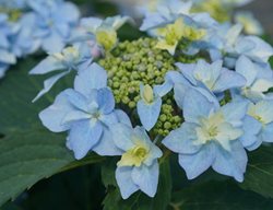 Tuff Stuff Ah-Ha Hydrangea, Blue Hydrangea
Proven Winners
Sycamore, IL