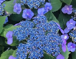 Tuff Stuff Mountain Hydrangea
Garden Design
Calimesa, CA
