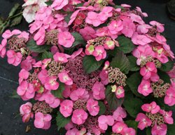 Tuff Stuff Mountain Hydrangea, Hydrangea Serrata
Proven Winners
Sycamore, IL