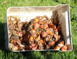 Tulip Bulbs
Shutterstock.com
New York, NY