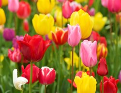Tulip Flowers, Colorful Tulips
Garden Design
Calimesa, CA