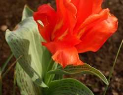 Tulip, Orange Flower
Garden Design
Calimesa, CA
