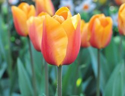 Tulip, Orange Flower
Garden Design
Calimesa, CA