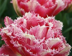 Tulip, Pink Flower
Garden Design
Calimesa, CA