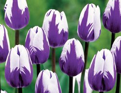 Tulip, Purple Flower
Garden Design
Calimesa, CA