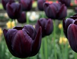 Tulip, Purple Flower
Garden Design
Calimesa, CA