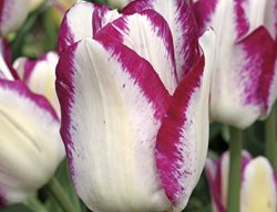 Tulip, White Flower
Garden Design
Calimesa, CA