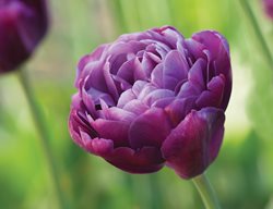 Tulipa Blue Flag, Double Late Tulip
Hortus Bulborum
Limmen, NL