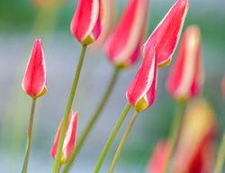 Tulipa Clusiana
Garden Design
Calimesa, CA