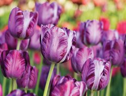  Tulipa Columbine, Purple Tulip
Hortus Bulborum
Limmen, NL
