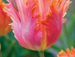  Tulipa Orange Favourite, Parrot Tulip
Hortus Bulborum
Limmen, NL