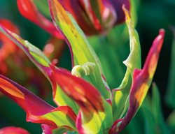 Tulipa Red Hue, Viridiflora Tulip
Hortus Bulborum
Limmen, NL