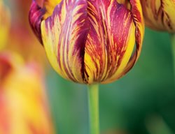 Tulipa Royal Sovereign, Tulipa Charles X
Hortus Bulborum
Limmen, NL