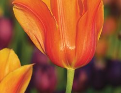 Tulipa Temples Favourite, Single Late Tulip
Hortus Bulborum
Limmen, NL