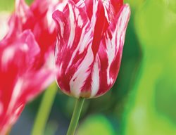 Tulipa Zomerschoon, Rembrandt Tulip 
Hortus Bulborum
Limmen, NL