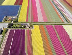 Tulipfields
Garden Design
Calimesa, CA
