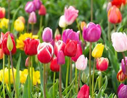 Tulips, Colorful Blooms
Garden Design
Calimesa, CA