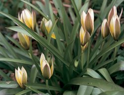 Tulips, Drought, Bloom
Garden Design
Calimesa, CA