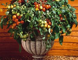 Tumbler Tomato, Hybrid Tomato, Bush Tomato
Ball Horticultural Company
Chicago, IL