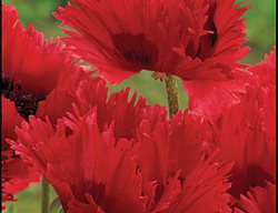 Turken Louis
Garden Design
Calimesa, CA