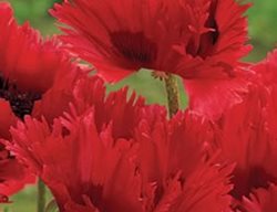 Turken Louis
Garden Design
Calimesa, CA