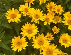 Tuscan Gold Heliopsis
Garden Design
Calimesa, CA