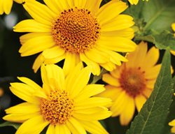 Tuscan Sun False Sunflower, Heliopsis Helianthoides
Proven Winners
Sycamore, IL