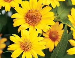 Tuscan Sun False Sunflower, Heliopsis Helianthoides
Proven Winners
Sycamore, IL