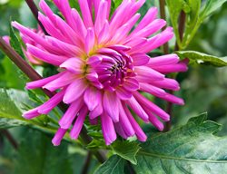 Tutti Frutti Dahlia, Purple Flower, Cactus Dahlia
Garden Design
Calimesa, CA