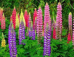 Tutti Frutti, Lupines
Hirt's Gardens
