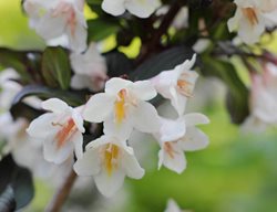 Tuxedo Weigela, Weigela Velda
Alamy Stock Photo
Brooklyn, NY