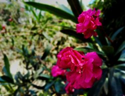 Twist Of Pink Oleander, Bright Pink Flower
Shutterstock.com
New York, NY
