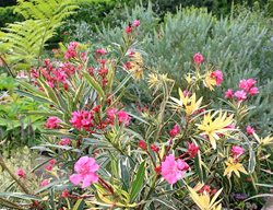 Twist Of Pink Oleander, Variegated Oleander
Flickr
