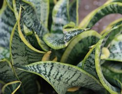 Twisted Sister Snake Plant, Twisted Leaves, Sansevieria
Wikimedia Commons
