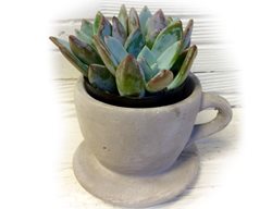 Ucculent Cup
Garden Design
Calimesa, CA