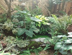 Uk Garden With Elephant Ear Plant
Garden Design
Calimesa, CA