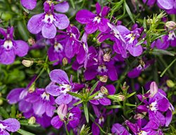 Ultraviolet Lobelia, Lobelia Erinus, Purple Lobelia
Proven Winners
Sycamore, IL