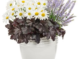 Unbreakable Heart Combination, Shasta Daisy, Heuchera, Salvia
Proven Winners
Sycamore, IL