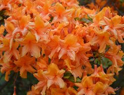 Unique Rhododendron, Orange Rhododendron Flowers
Shutterstock.com
New York, NY